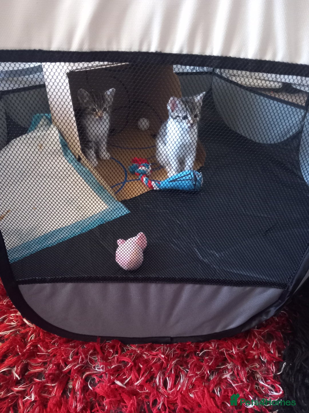 Mixed Breed cats for sale: Tabby Kittens  - Image 1