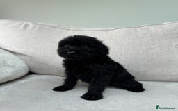 Mixed Breed dogs for sale: 🐾 🧸 *Ready Saturday* Beautiful Doodles 💕🐾 - Image 11