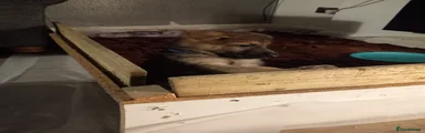 German Shepherd 6