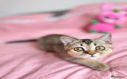 Scottish Fold cats for sale: Pedigree Kitten girl looking for a family  - Image 2