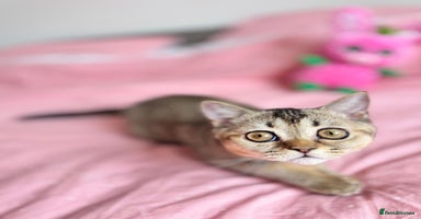 Scottish Fold cats - Advert 2