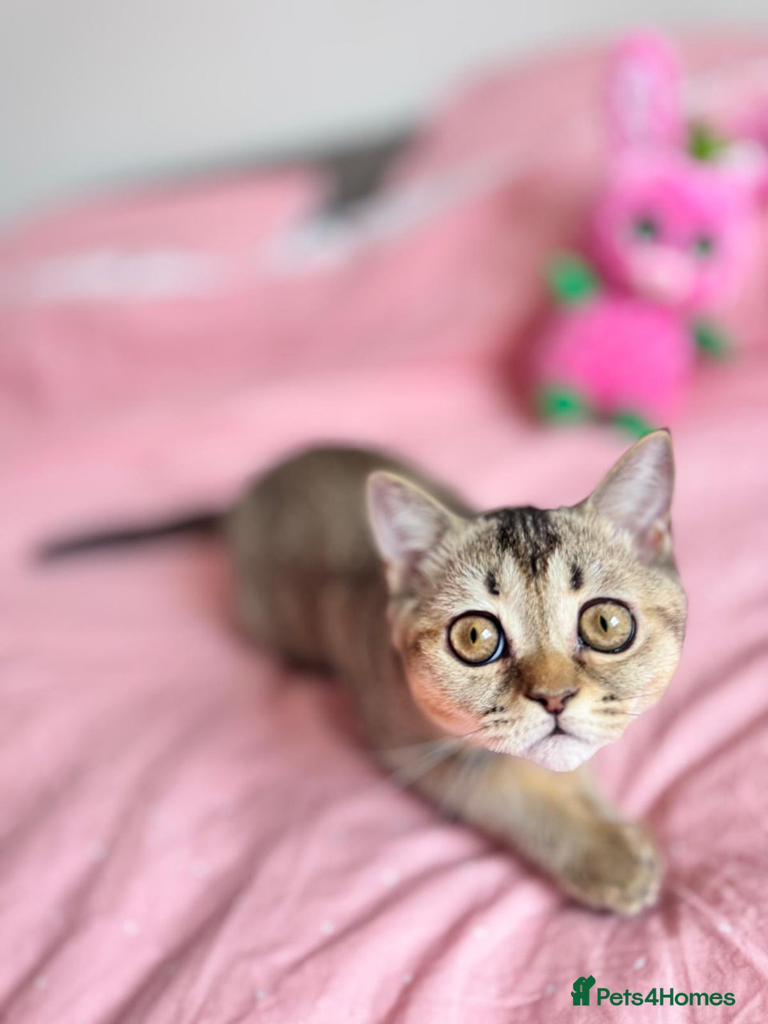 Scottish Fold cats for sale: Pedigree Kitten girl looking for a family  - Image 2