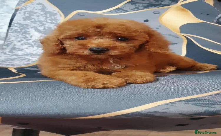 Maltipoo dogs - Advert 2