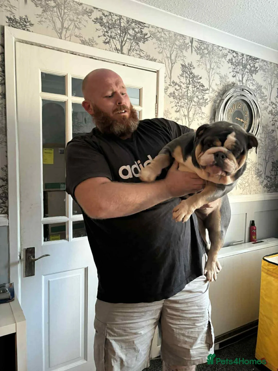 English Bulldog dogs for sale: English bulldog bitch - Advert 5