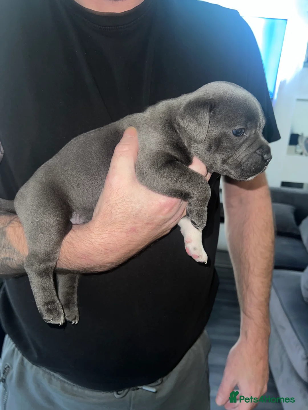 Staffordshire Bull Terrier dogs for sale: LAST BOY LEFT KC REGISTERED 5 STAR BLUE   - Advert 33