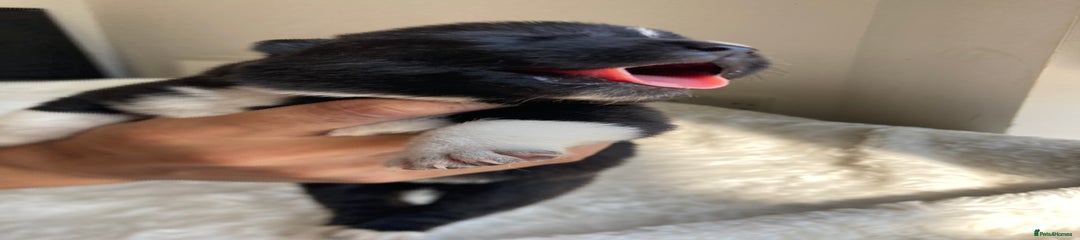 Akita Puppy 8