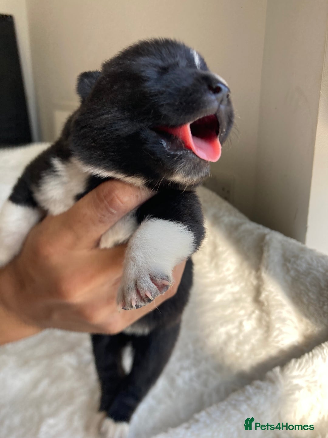 Akita dogs for sale: Akita puppies  - Image 11