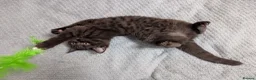 Mixed Breed cats for sale: Beautiful brown kittens ✨😻 - Advert 1