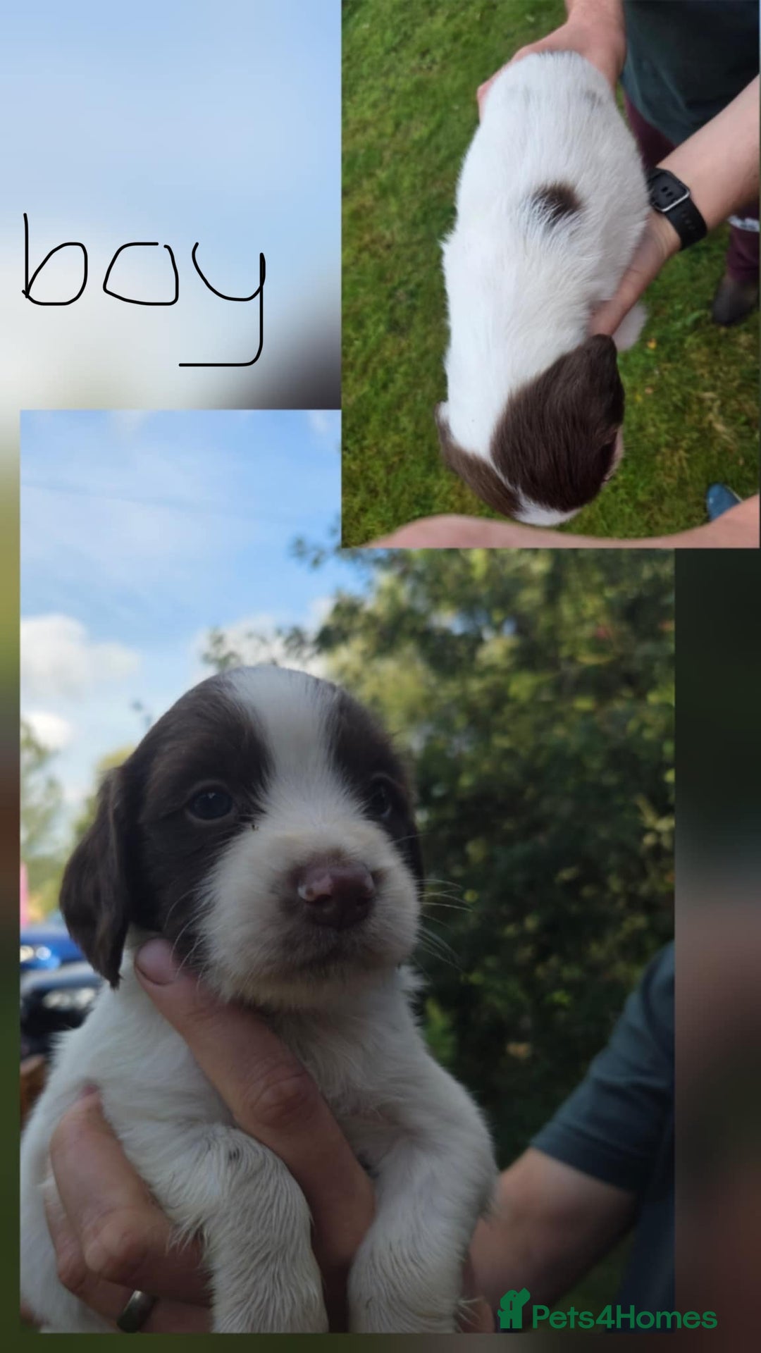 English Springer Spaniel dogs for sale: English Springer Spaniels  - Image 6
