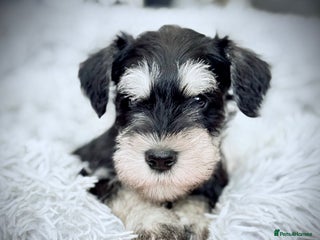 Miniature Schnauzer dogs - Advert 2