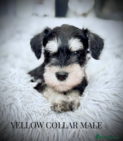 Miniature Schnauzer dogs - Advert 2