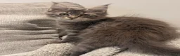 Maine Coon cats for sale: Tica registered ready to go  - Advert 10