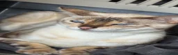 Bengal cats for sale: Snow Marble Bengal - Advert 2