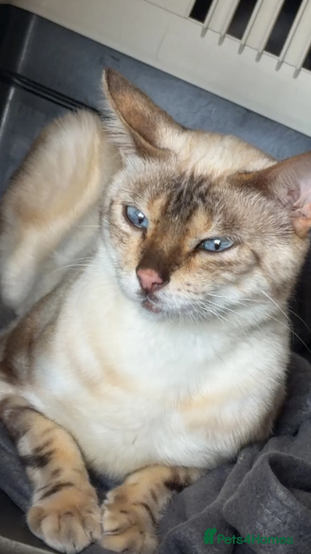 Bengal cats for sale: Snow Marble Bengal - Advert 2