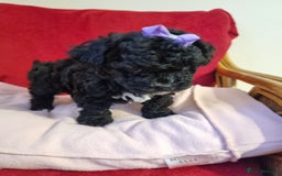 Bichon Frise dogs for sale: 2 Bichon puppies for sale  - Image 5