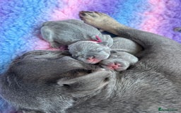 French Bulldog dogs for sale: 2nd litter of ⭐Jesus⭐️ natk9 frenchies - Image 9