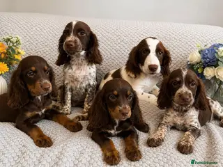 Cocker Spaniel dogs Cocker Spaniel Puppies Fully Vaccinated Ready Now - Advert 4