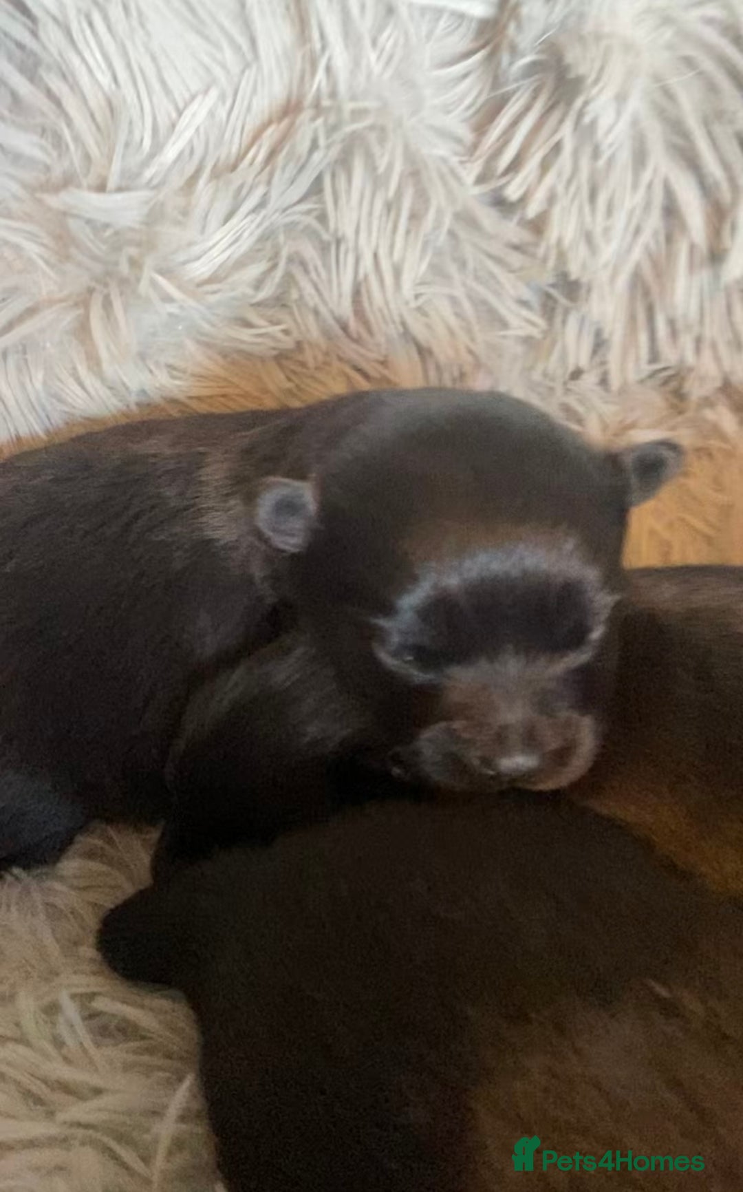 Pomeranian dogs for sale: Black Pomeranian puppies  - Advert 1