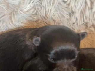 Pomeranian dogs Black Pomeranian puppies - Advert 2