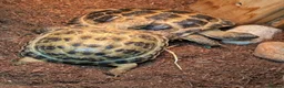 Tortoise reptiles for sale: Horsefield Tortoises  - Advert 7