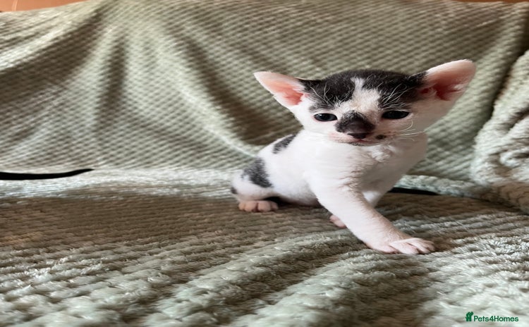 Cornish Rex cats - Advert 1