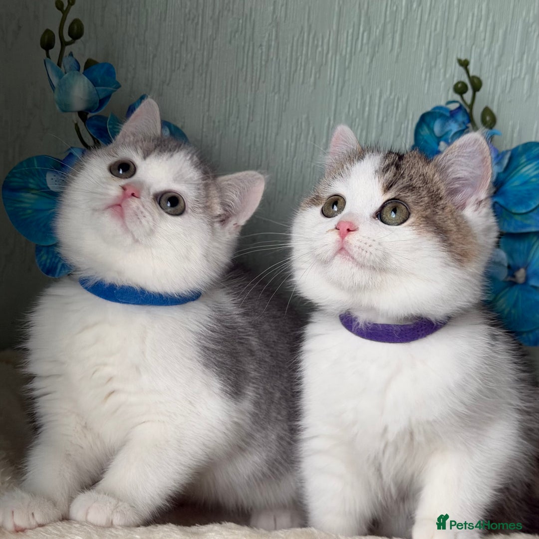 British Shorthair cats for sale: British shorthair golden tricolour TICA - Advert 14