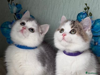 British Shorthair cats British shorthair golden tricolour TICA - Advert 6