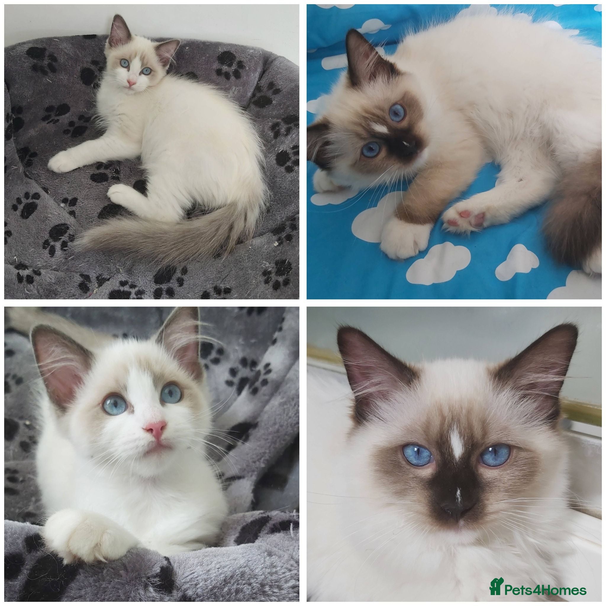 Ragdoll cats RAGDOLLS SEAL POINT BICOLOUR GIRLS BLUE EYES  - Advert 10