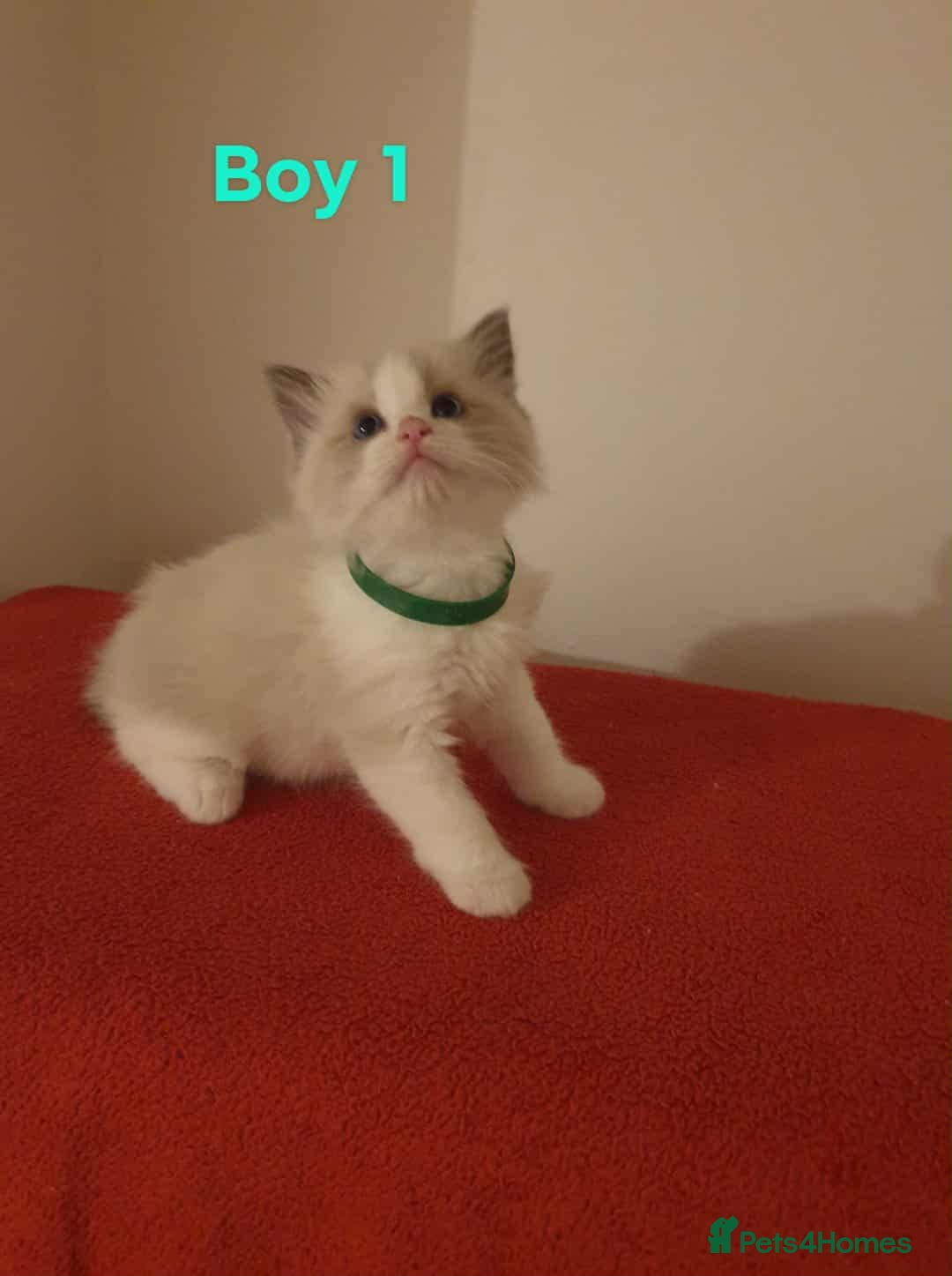 Ragdoll cats for sale: Ragdoll kittens  - Image 8