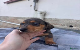 Miniature Dachshund dogs for sale: Miniature dachshund puppies - Advert 7