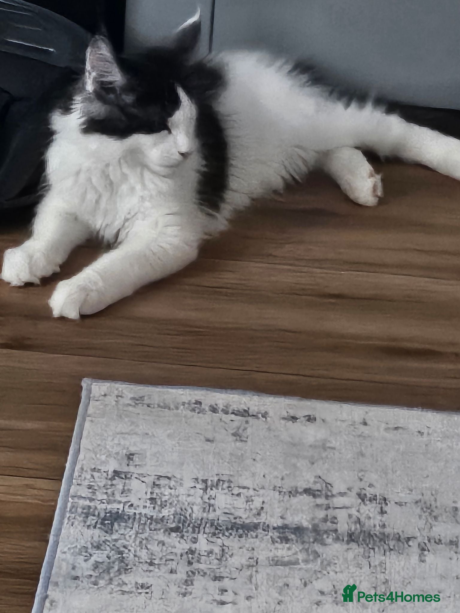 Maine Coon cats Maine Coon Kittens – GCCF Registered  Boys - Advert 2