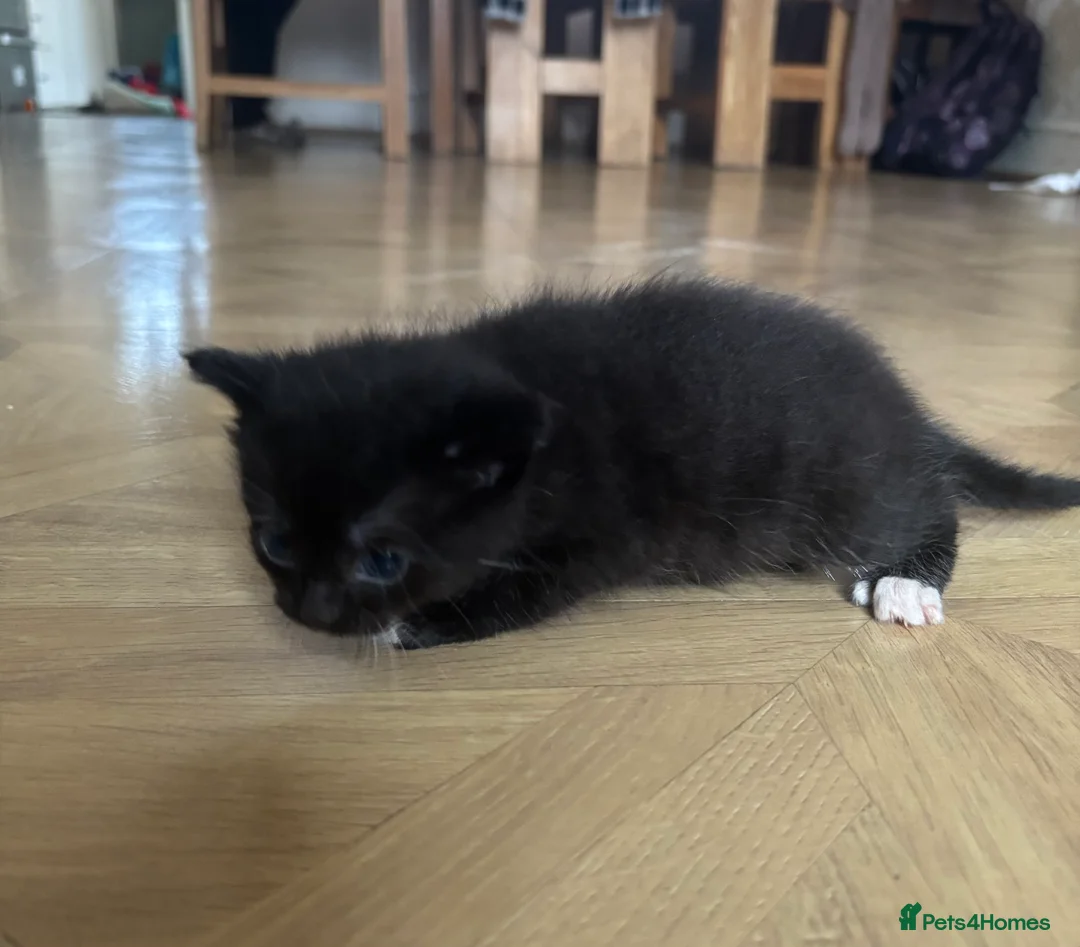 Mixed Breed cats for sale: Six Beautiful Kittens For Sale - Advert 8