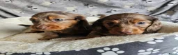 Miniature Dachshund dogs for sale: Beautiful Miniature Dachshund Puppies - Advert 10