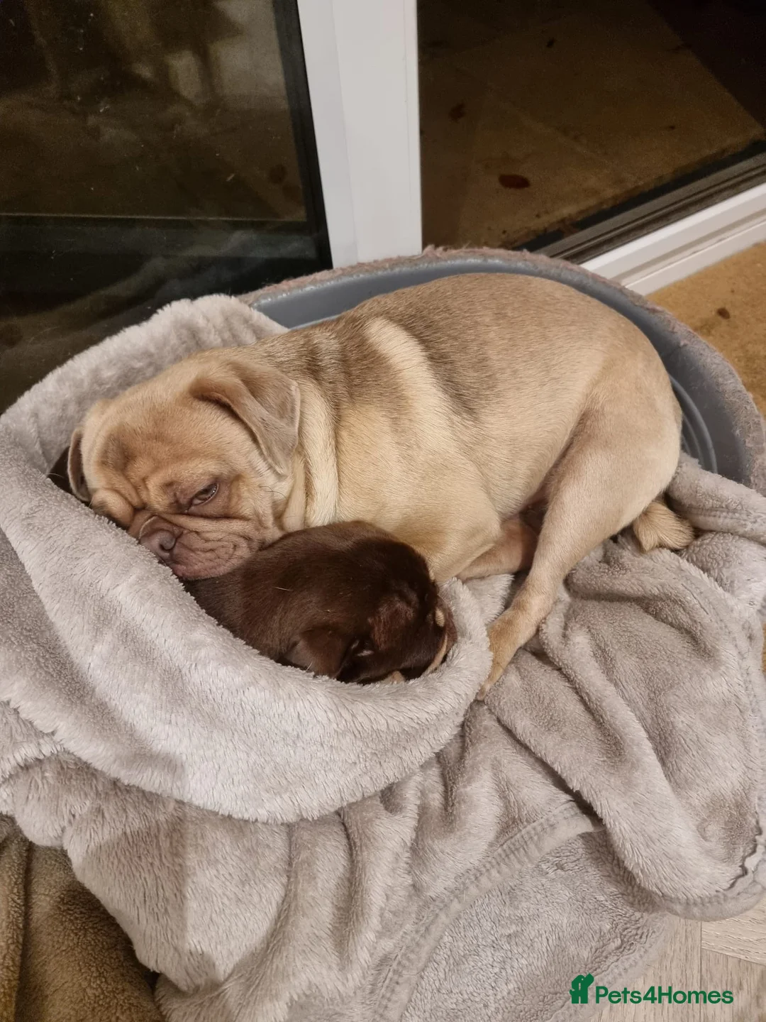 Pug dogs for stud: KC Lilac fawn pug for stud in Cockermouth - Advert 12