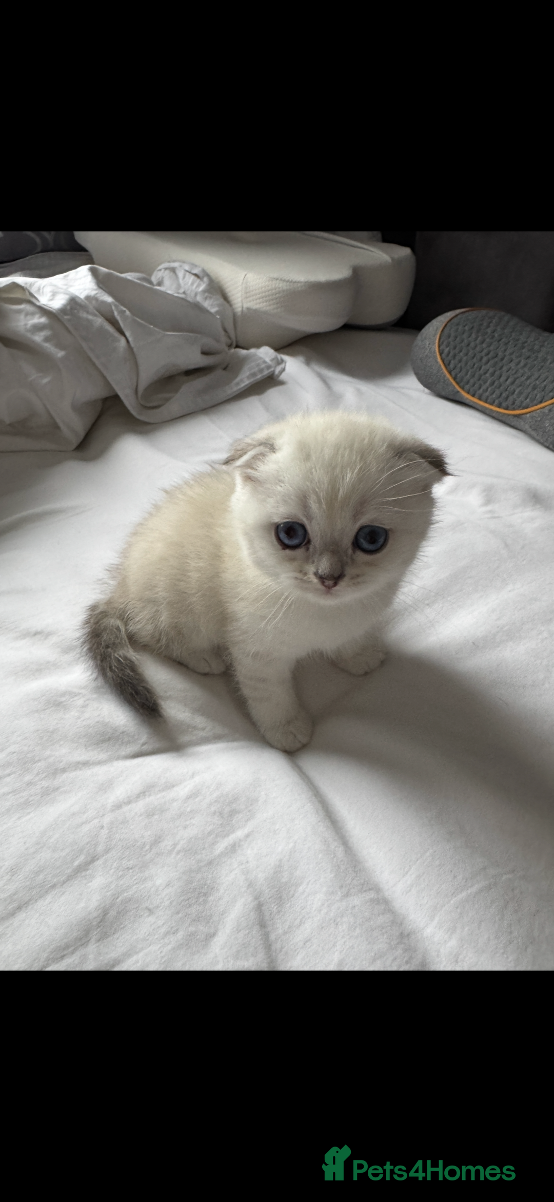 Scottish Fold cats for sale: 2 Stunning Scottish Fold Litters Available - Advert 6