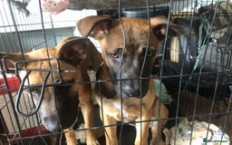 Mixed Breed dogs for sale: Belgian malinois cross staffy pups in Doncaster - Image 17