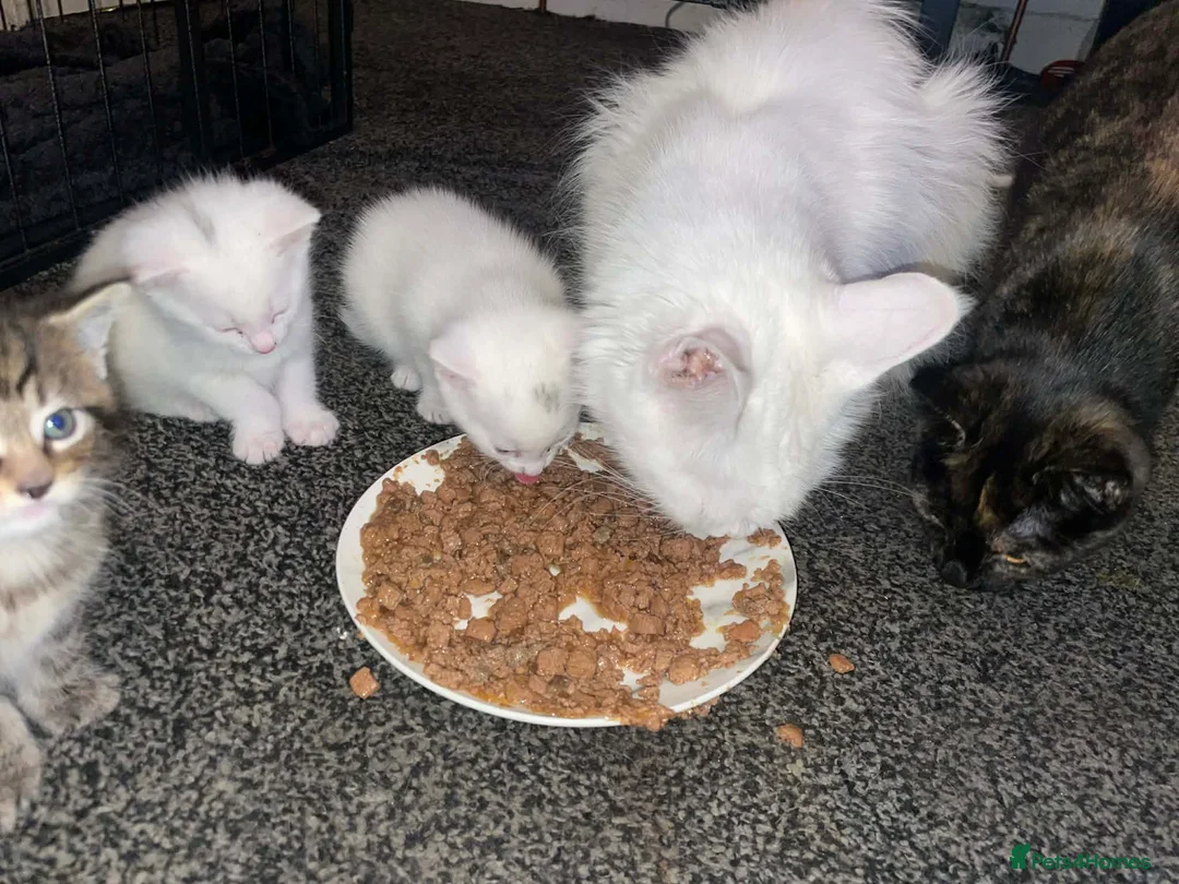 Maine Coon cats for sale: 1/2 mainecoon kittens  - Advert 3