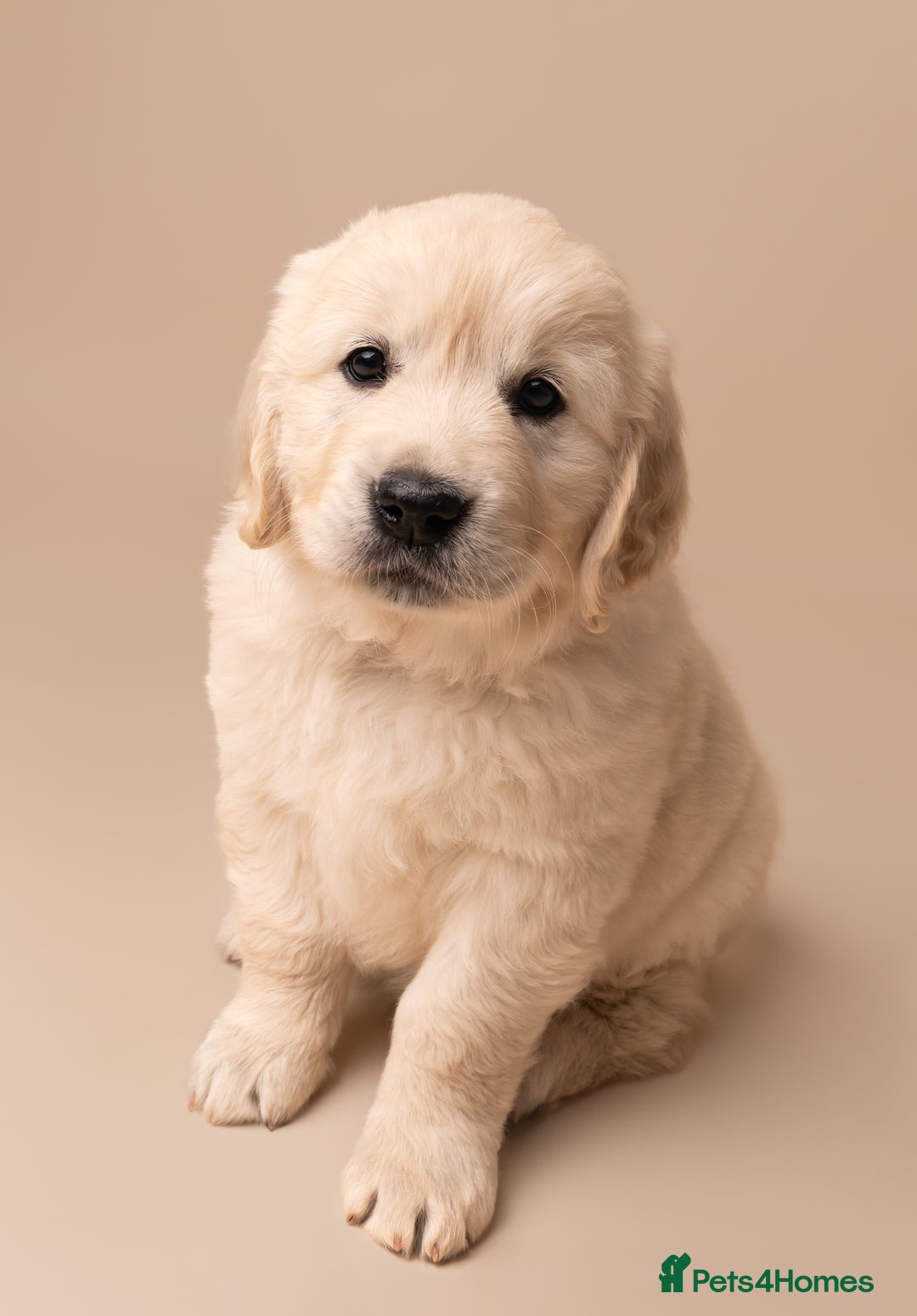 Golden Retriever dogs for sale: European bloodline GR puppies  - Advert 39
