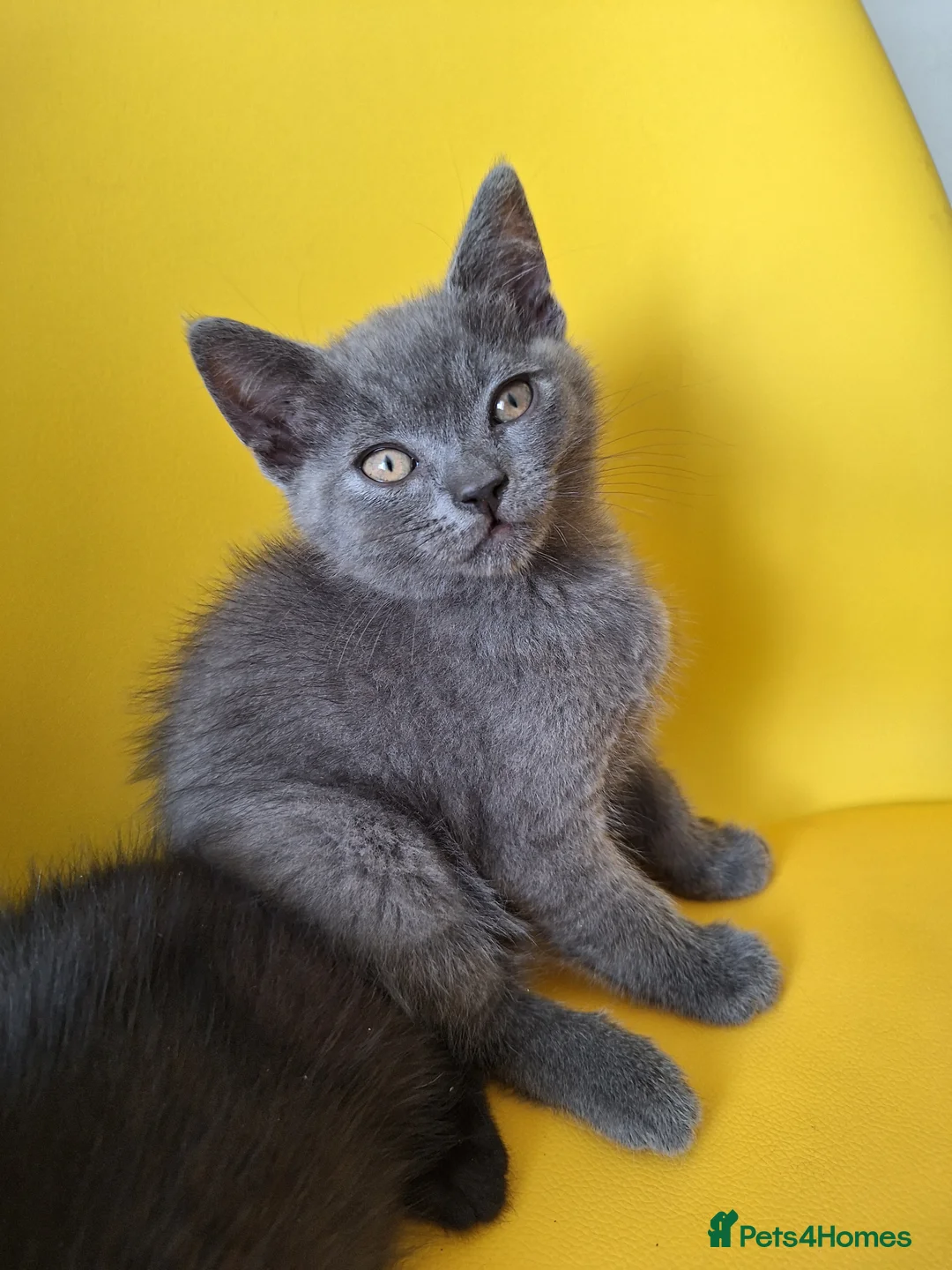British Shorthair cats for sale: Chocolate-cinnamon,grey colour BSH kittens,London - Advert 17
