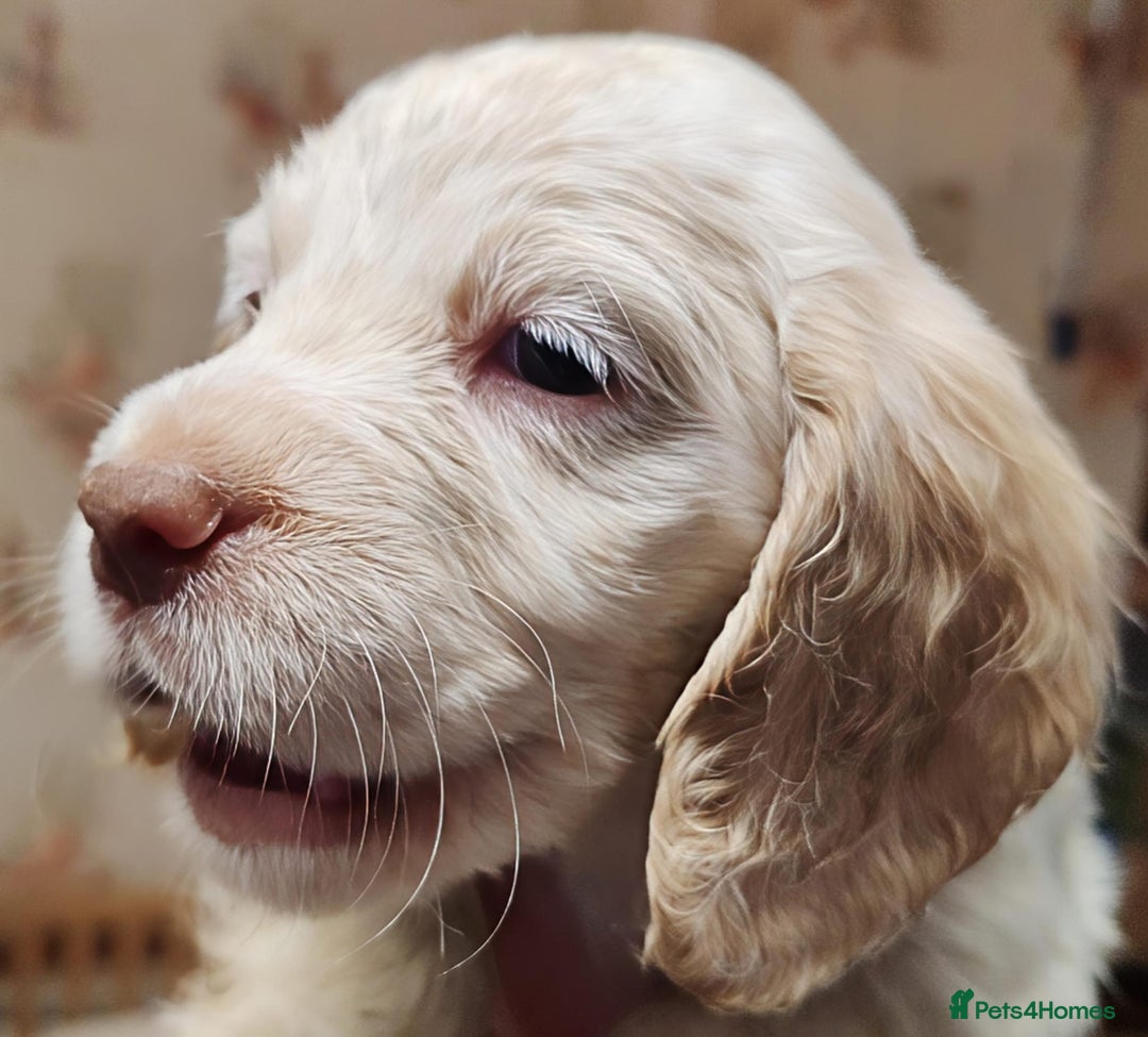 Sprocker dogs for sale: Gorgeous Sprocker Spaniel puppies. - Image 9