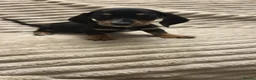 Miniature Dachshund dogs for sale: Miniature dashund  - Advert 4