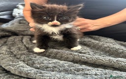 Mixed Breed cats for sale: Beautiful mixed kittens  - Image 3