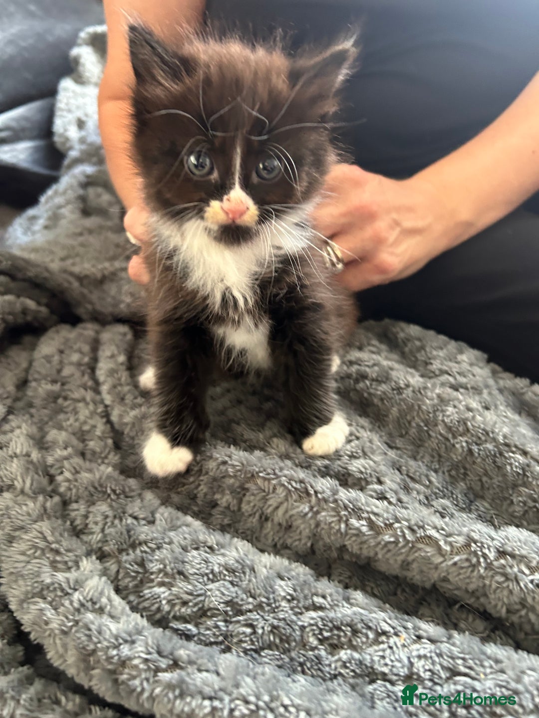 Mixed Breed cats for sale: Beautiful mixed kittens  - Image 3