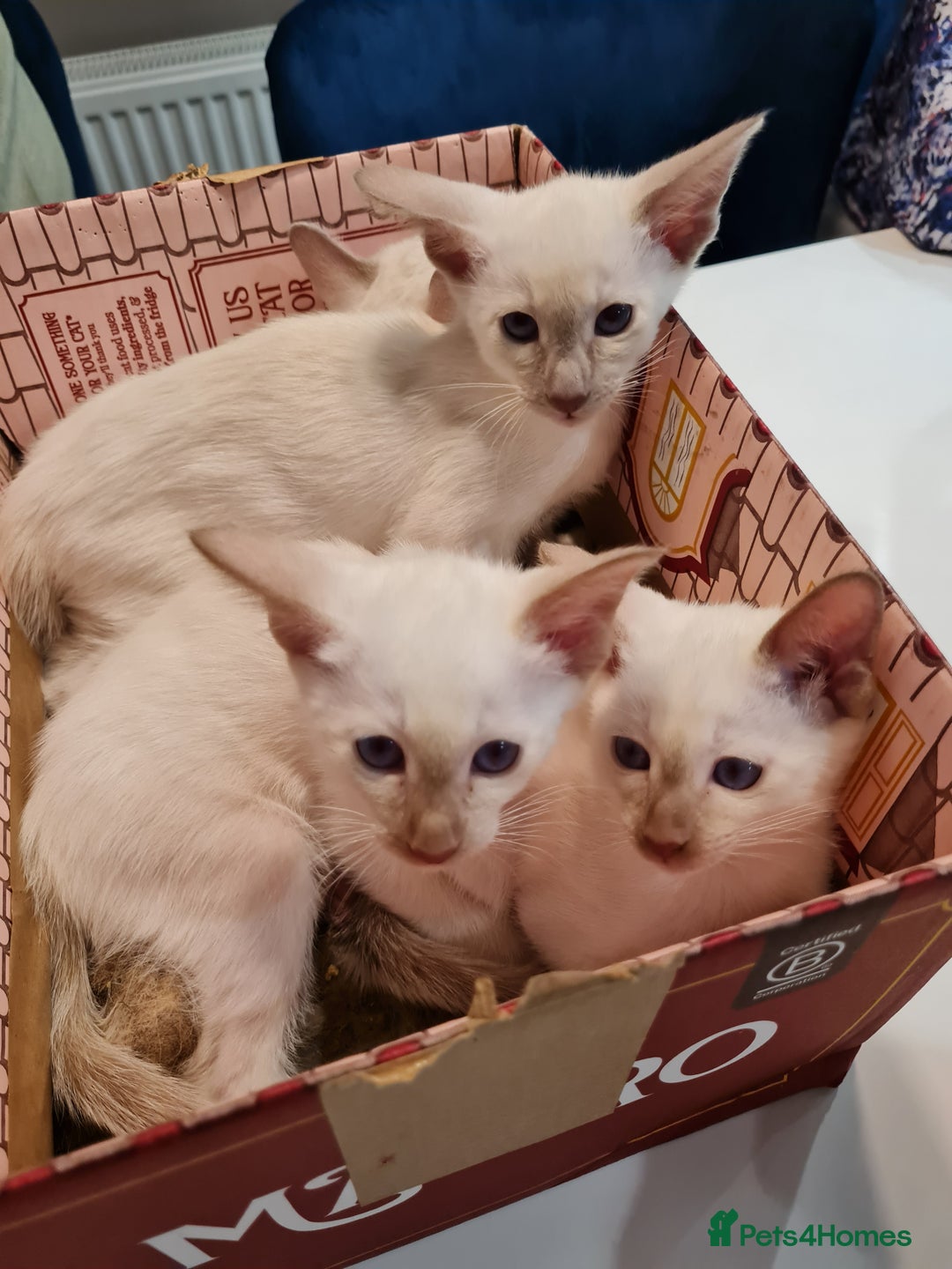 Siamese cats for sale: LAST ONE,  Gorgeous Bluepoint little boy. - Advert 6