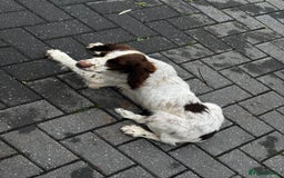 Cocker Spaniel dogs for sale: Cocker spaniel  - Image 5