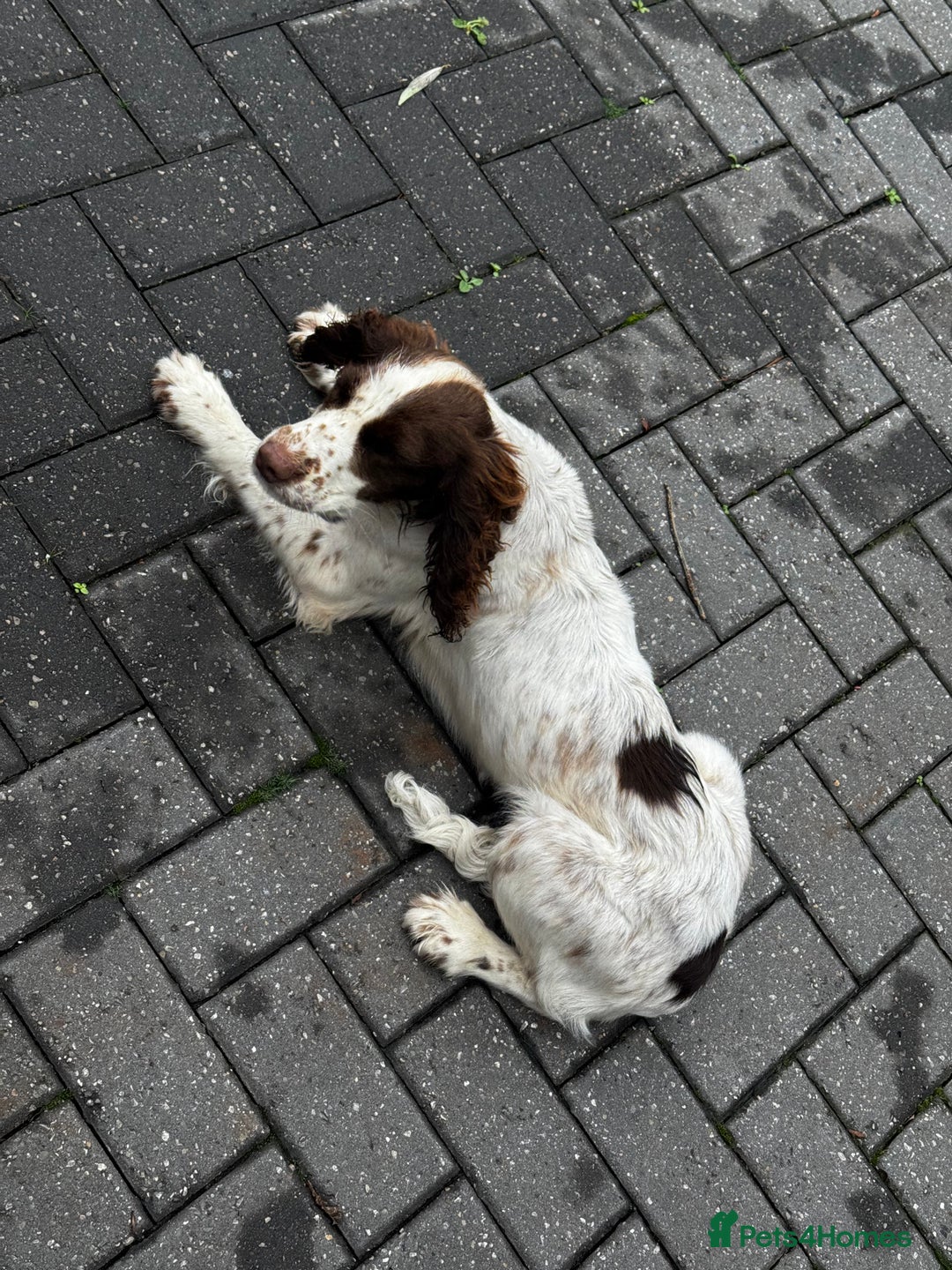 Cocker Spaniel dogs for sale: Cocker spaniel  - Image 5