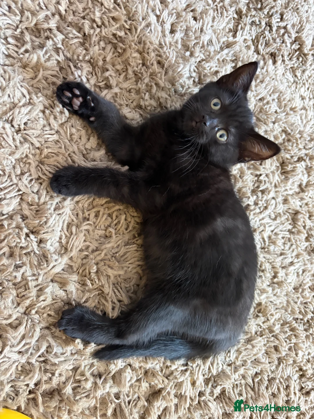 British Shorthair cats for sale: Last one left Half British Shorthair Kitten - Advert 2