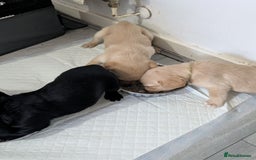 Labrador Retriever dogs for sale: Retriever Labrador puppys for sale - Image 20