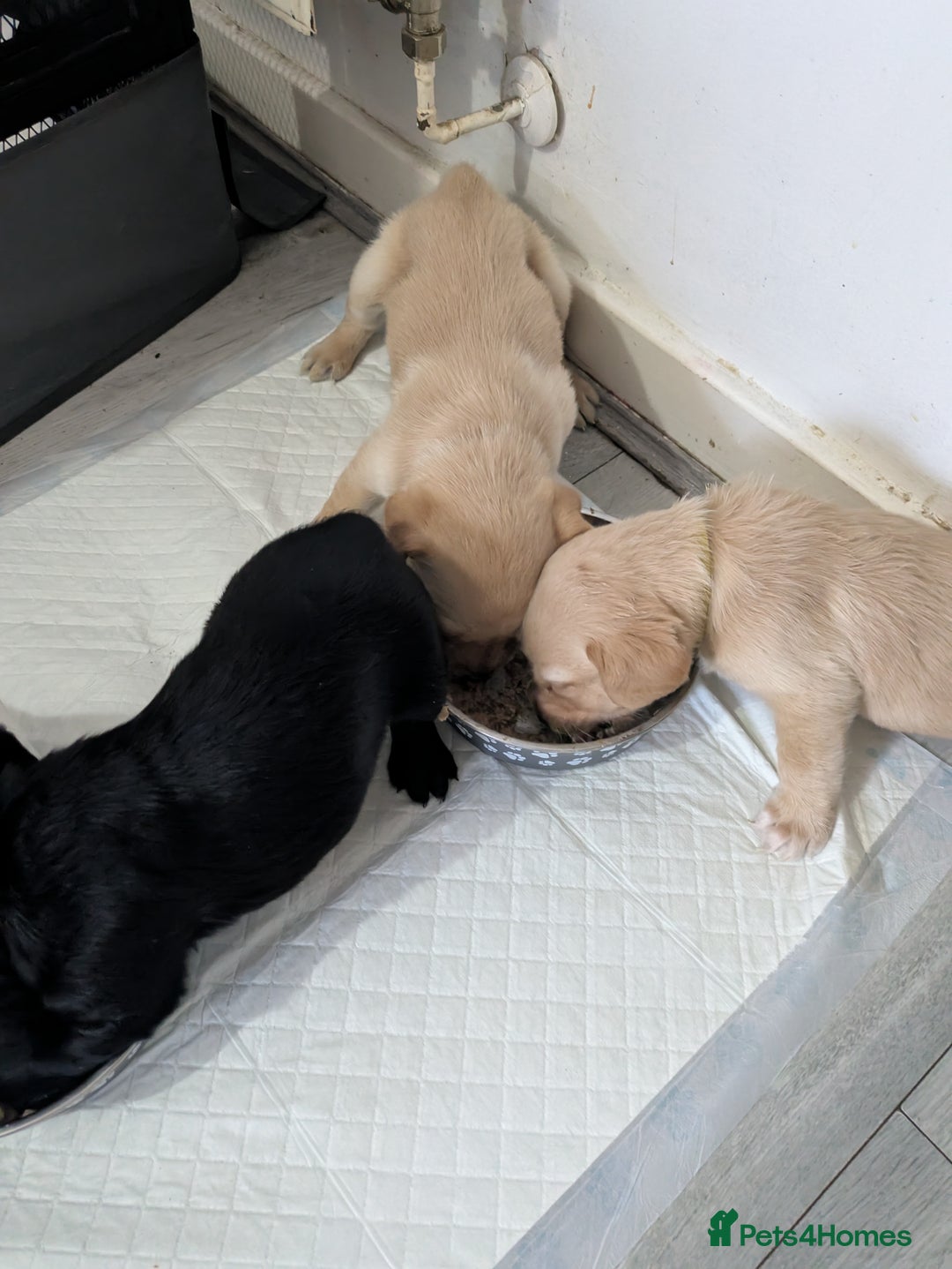 Labrador Retriever dogs for sale: Retriever Labrador puppys for sale - Image 20