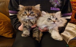 British Longhair cats for sale: Stunning kittens - Image 2